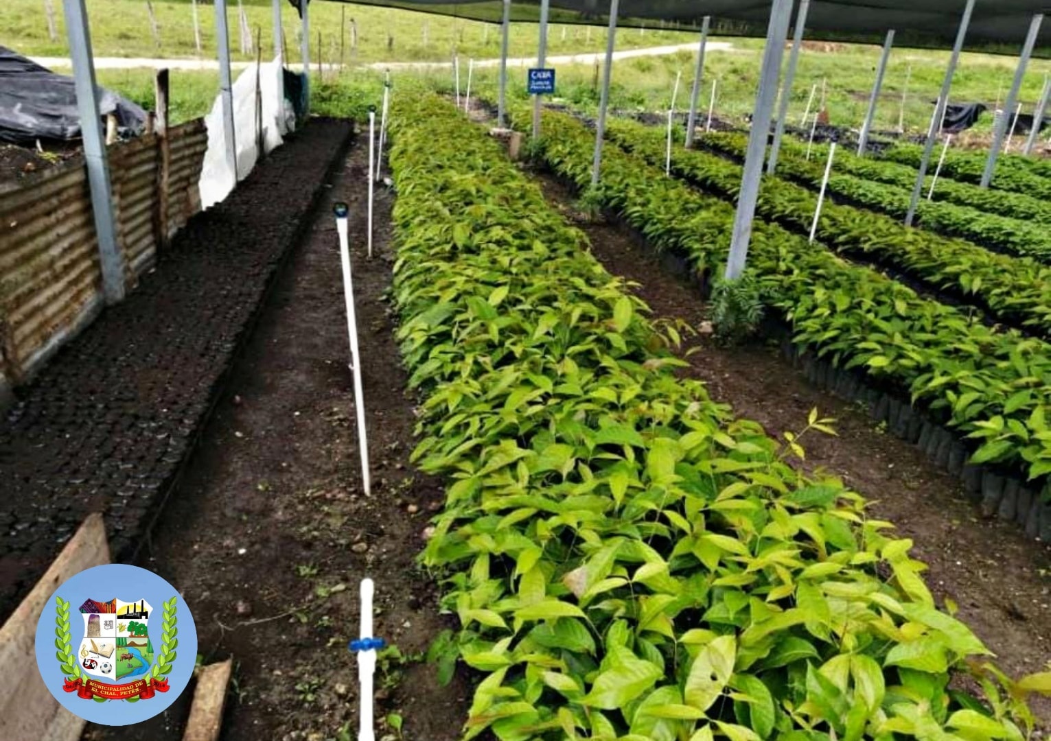 ¡YA TENEMOS PLANTAS EN EL VIVERO MUNICIPAL! 🌱🌳