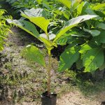 VIVERO MUNICIPAL VIVERO MUNICIPAL