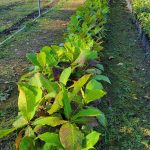 ÁRBOLES DE ALMENDRO DISPONIBLES EN EL VIVERO MUNICIPAL