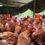 APOYEMOS EL EMPRENDIMIENTO DE MUJERES EN CASERÍO EL QUETZALITO