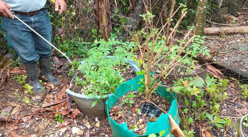 HUERTOS EN CASERIO EL QUETZAL Y SAN JUAN, EL CHAL