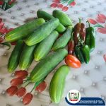 ¡EMPIEZA LA COSECHA! ¡EMPIEZA LA COSECHA!
