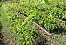 Adquiera sus plantas de Caoba en el Vivero Municipal