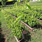 Adquiera sus plantas de Caoba en el Vivero Municipal