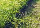 ADQUIERA SUS PLANTAS DE COLA DE COCHE EN EL VIVERO MUNICIPAL