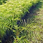 ADQUIERA SUS PLANTAS DE COLA DE COCHE EN EL VIVERO MUNICIPAL