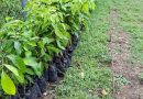 VENTA DE PLANTAS DE CAOBA EL CHAL.