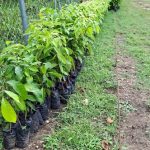 VENTA DE PLANTAS DE CAOBA EL CHAL.